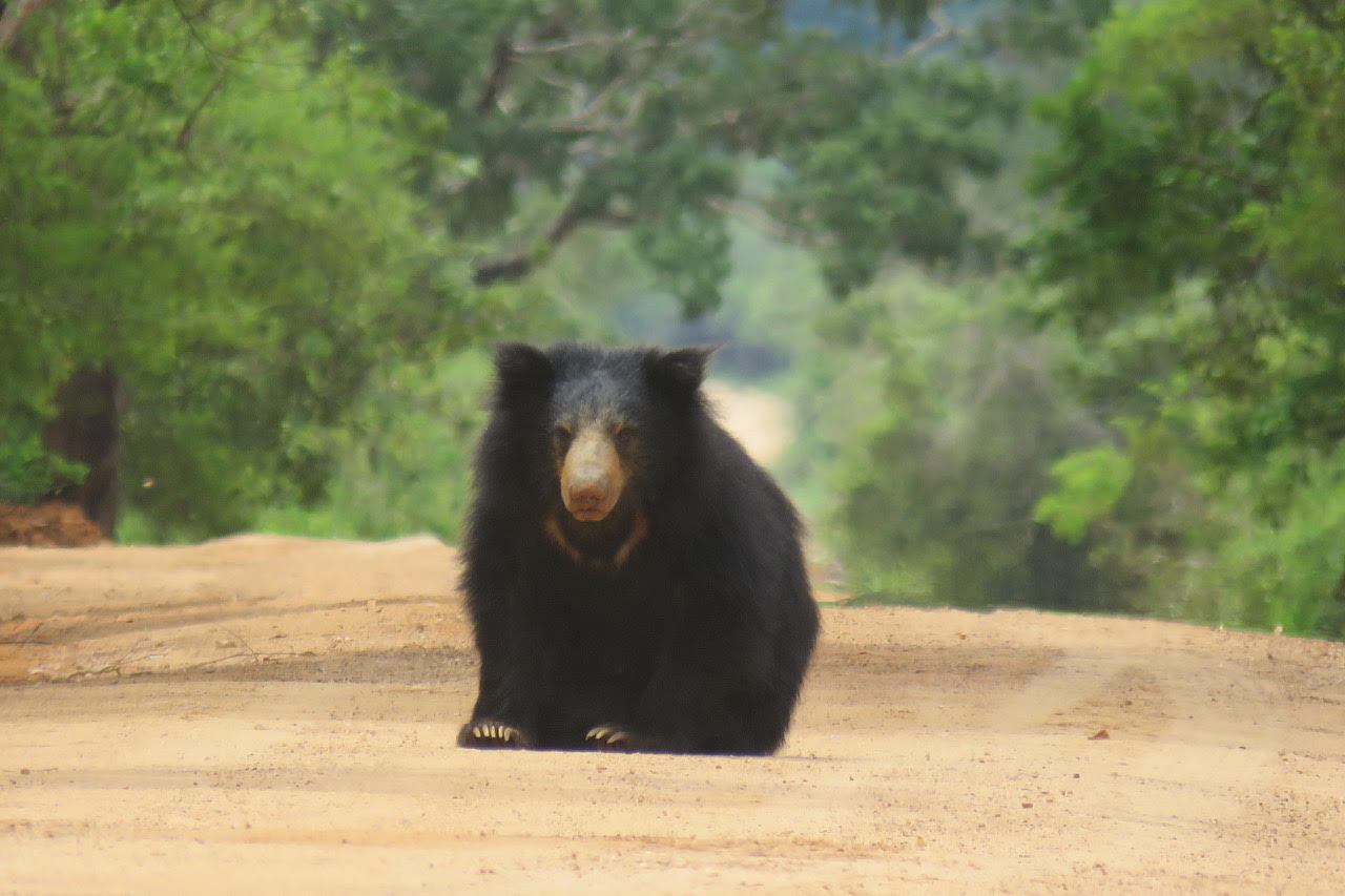 Yala Nationalpark